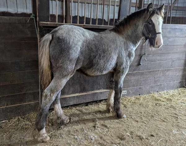 blue-roan-gvhs-stallion