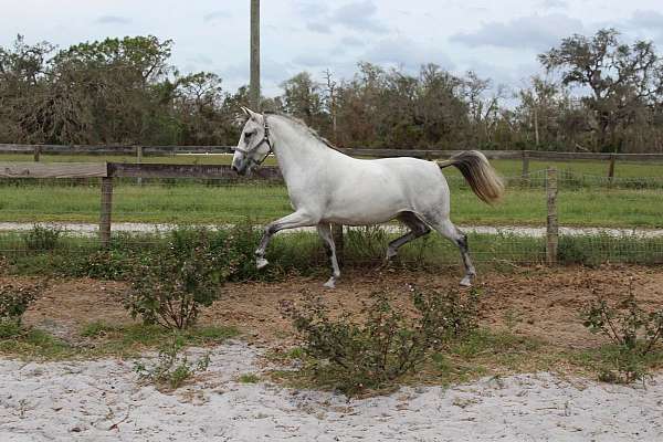 companion-lipizzan-horse