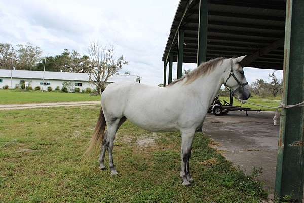 longe-line-lipizzan-horse