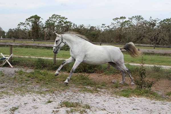 15-hand-lipizzan-mare