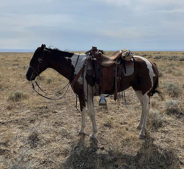 all-around-paint-horse