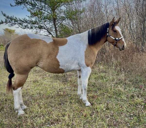 all-around-paint-horse