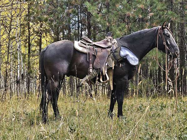 all-around-quarter-horse