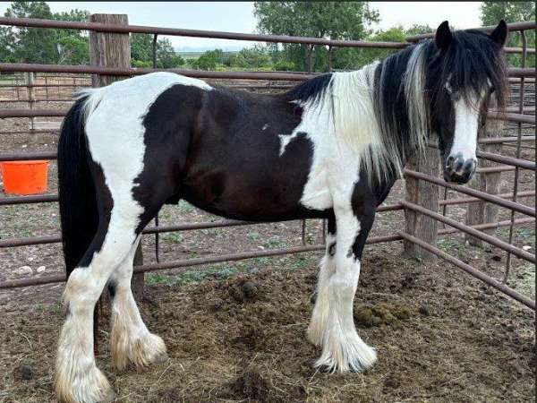 all-around-gypsy-vanner-horse