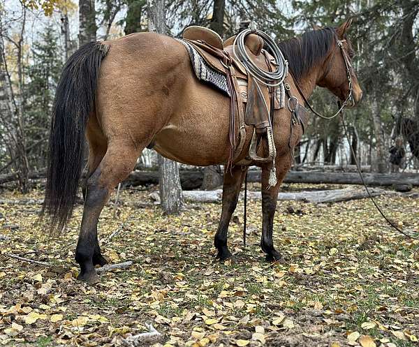 all-around-quarter-horse