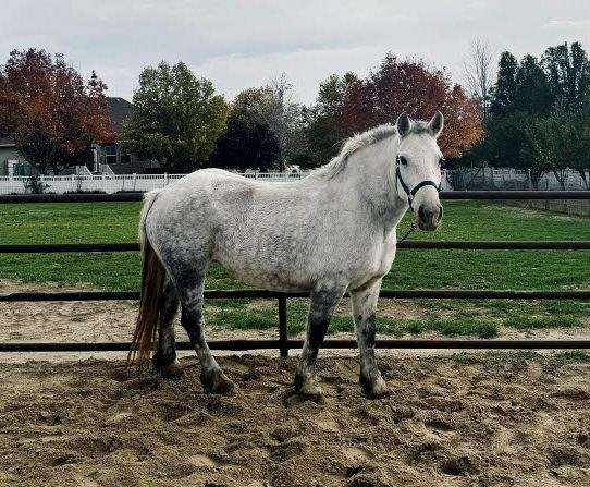 all-around-percheron-horse