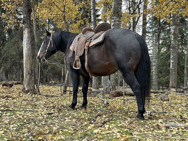 all-around-quarter-horse