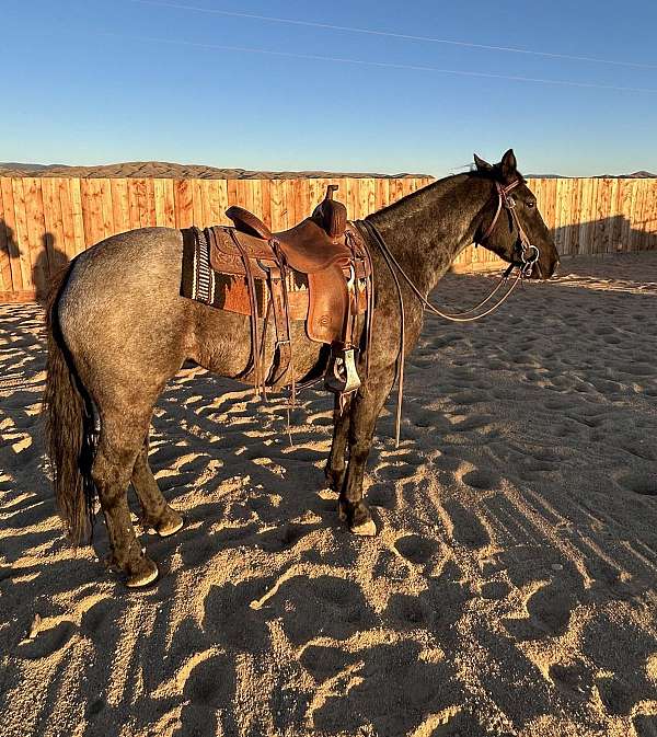 all-around-percheron-horse