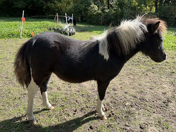 smaller-size-miniature-horse