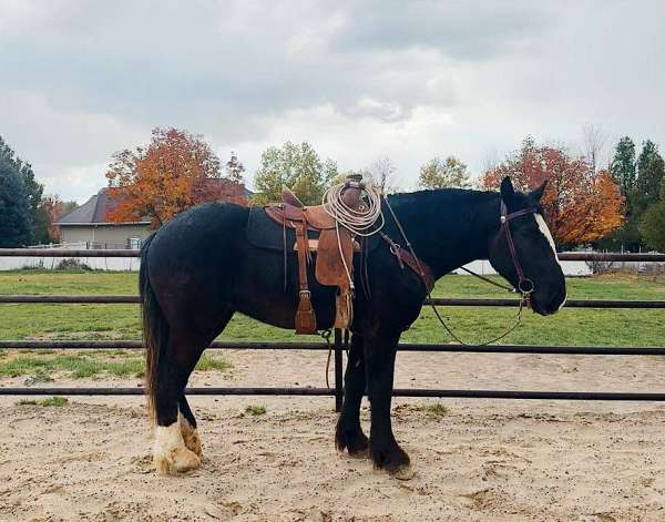 all-around-draft-horse