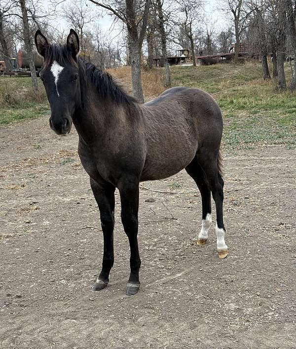 athletic-quarter-horse