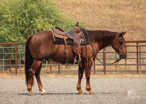 all-around-quarter-horse