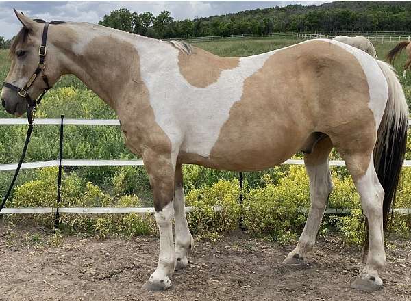 all-around-draft-horse