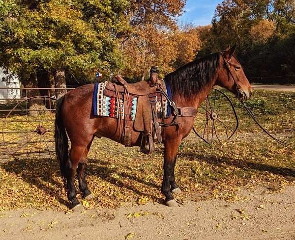 all-around-mustang-horse