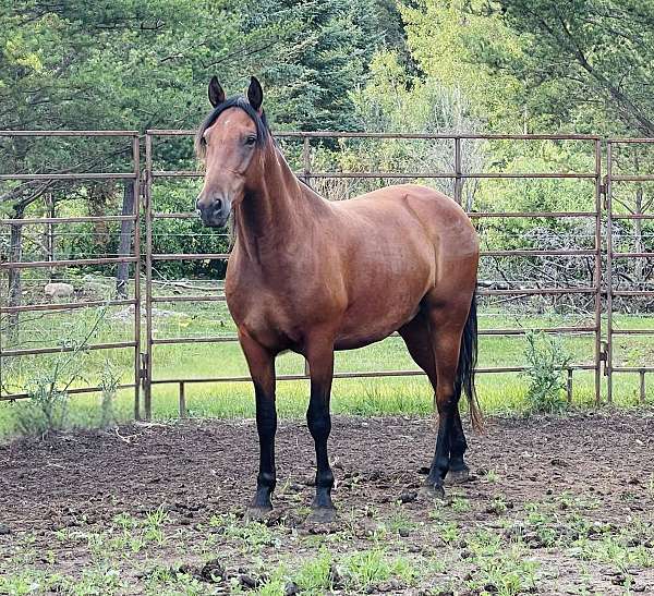 all-around-mustang-horse