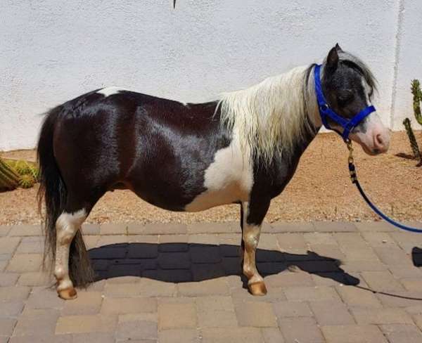 black-white-with-blue-eyes-horse