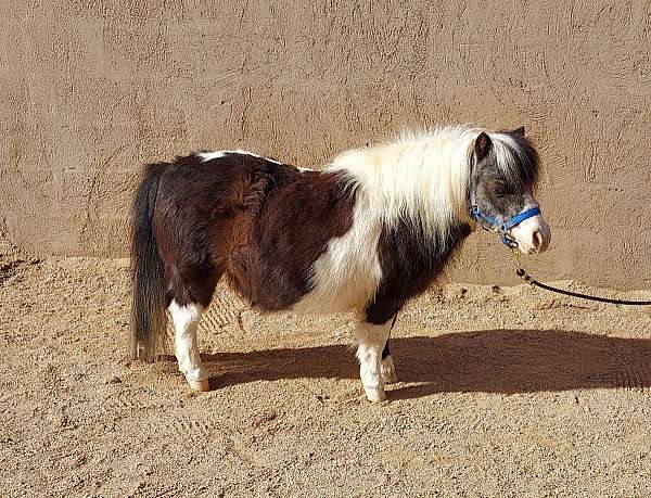 black-white-with-blue-eyes-horse