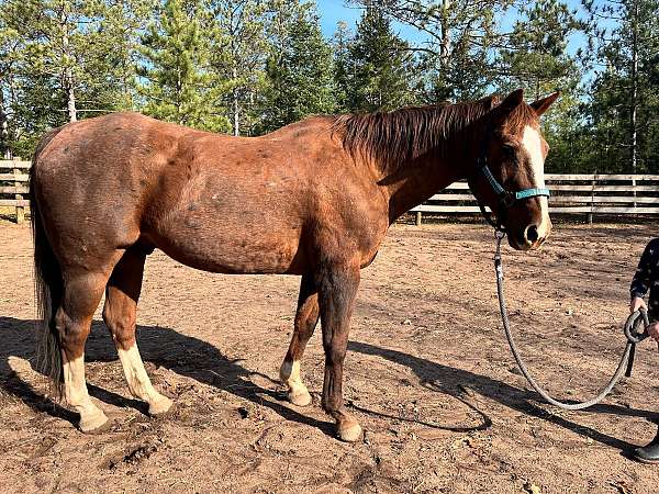 blaze-three-socks-horse