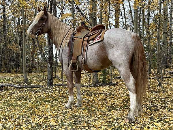 all-around-draft-horse