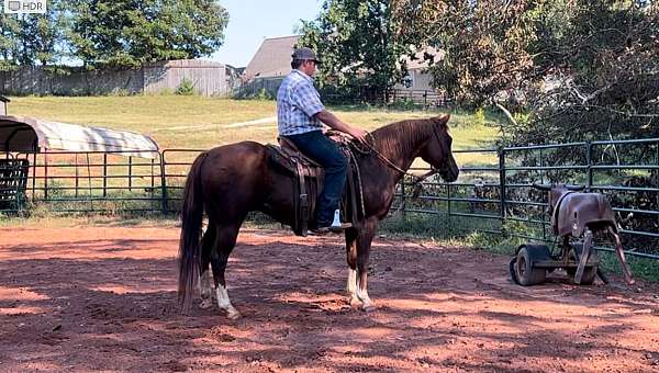 natural-horsemanship-training-trail-riding-quarter-horse