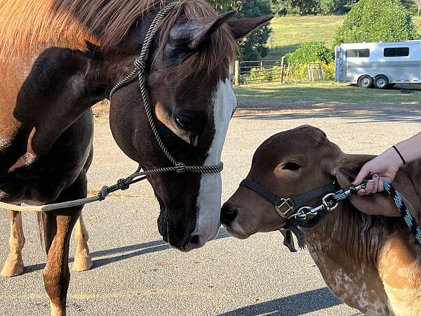 natural-horsemanship-training-trail-riding