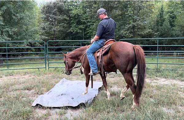 chestnut-natural-horsemanship-training-trail-riding-horse