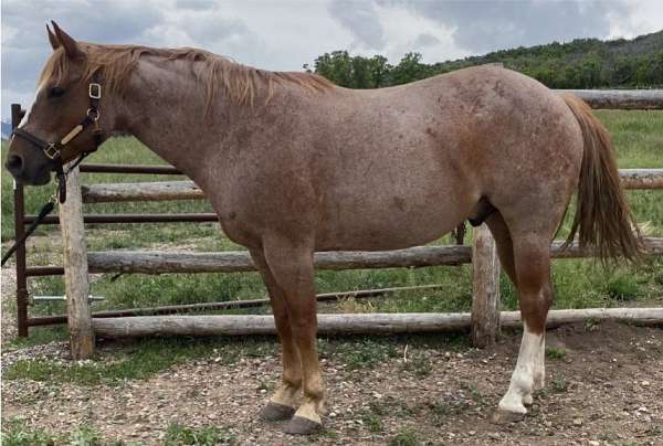 all-around-quarter-horse