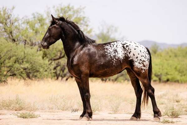 grey-white-friesian-for-sale