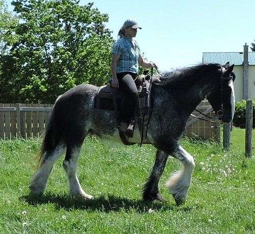 white-face-3-legs-horse