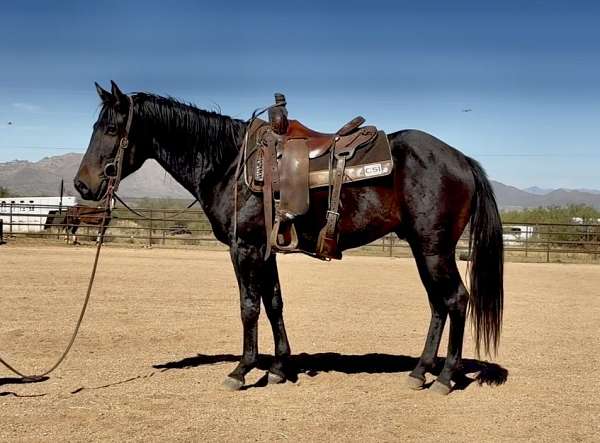 quarter-horse-gelding