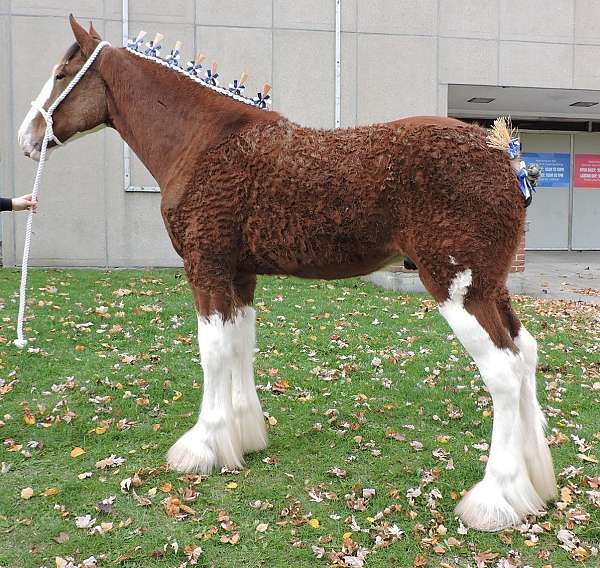 white-face-4-legs-horse