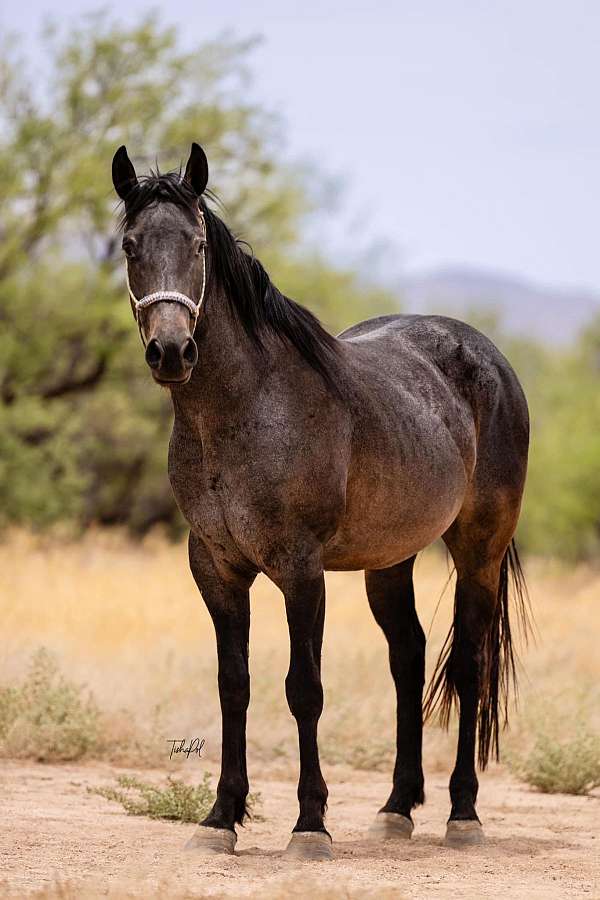 quarter-horse-gelding