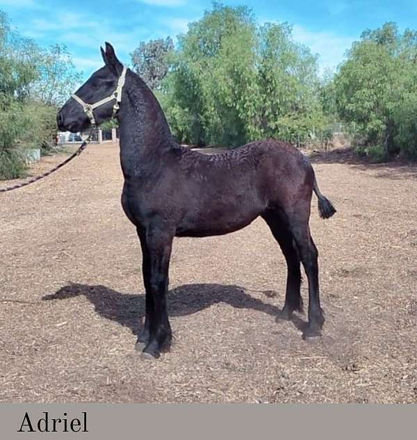 17-hand-friesian-colt