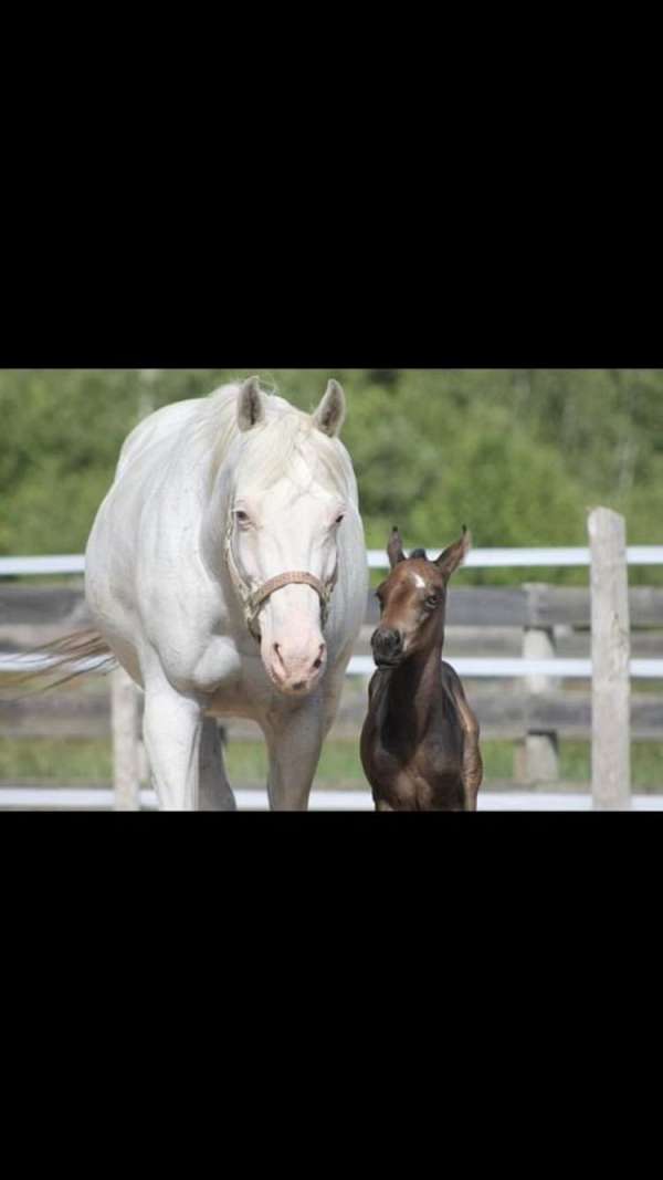 buckskin-grey-paint-filly