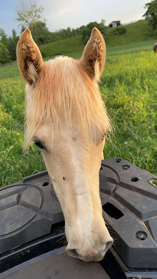 palomino-palomino-quarter-horse-filly-yearling