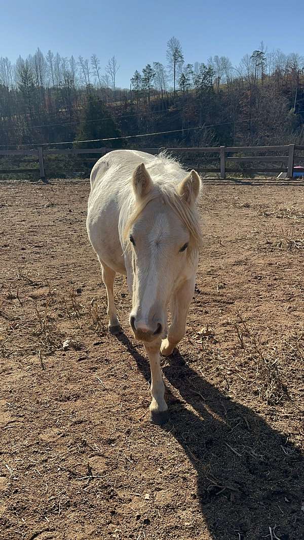 all-around-quarter-horse