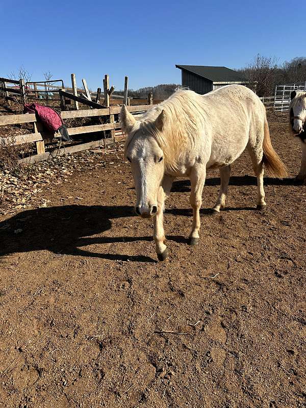 palomino-palomino-quarter-horse-filly-yearling