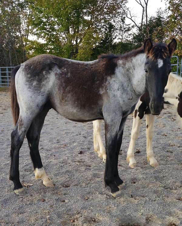 blue-roan-roan-draft-quarter-horse-colt