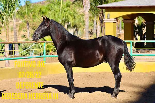 andaluz-andalusian-pony