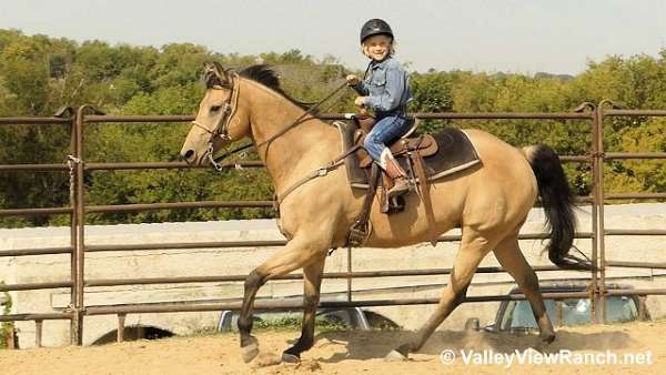 barrel-quarter-horse