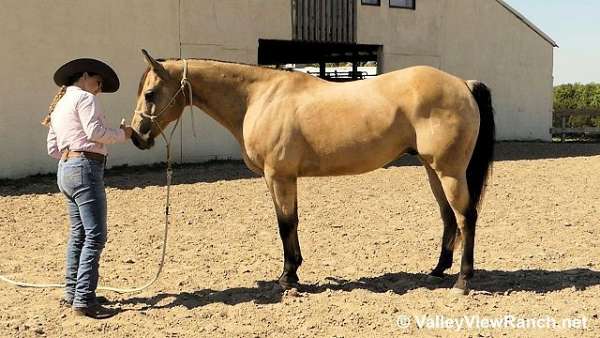 barrel-racing-quarter-horse