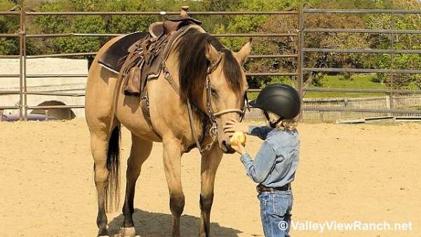 beginner-quarter-horse