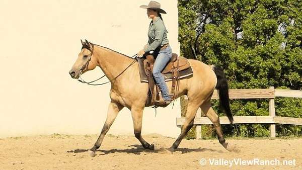 buckskin-barrel-racing-horse