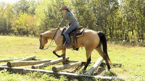 buckskin-quarter-horse-gelding