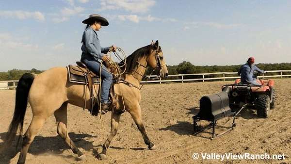 team-roping-quarter-horse