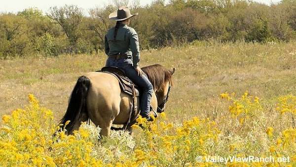 trail-quarter-horse