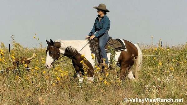 bay-overo-cross-trail-horse