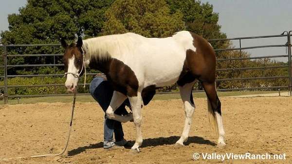 parade-paint-horse