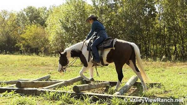 bay-overo-parade-horse