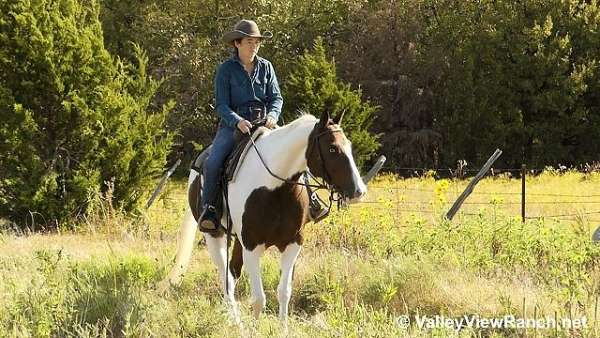 bay-overo-trail-horse